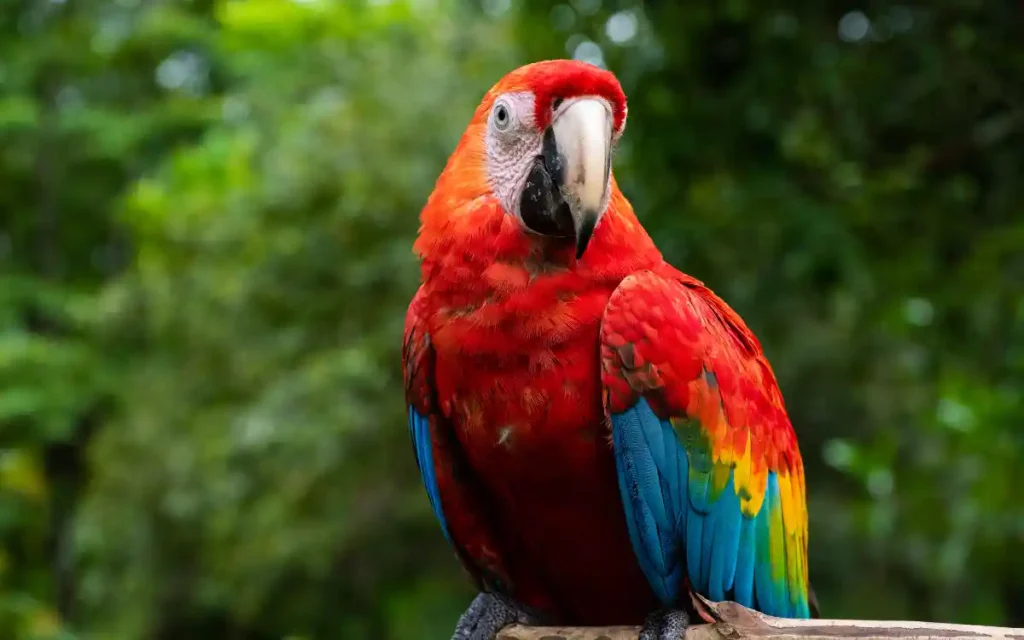 Parrot Spiritual Meaning & Symbolism