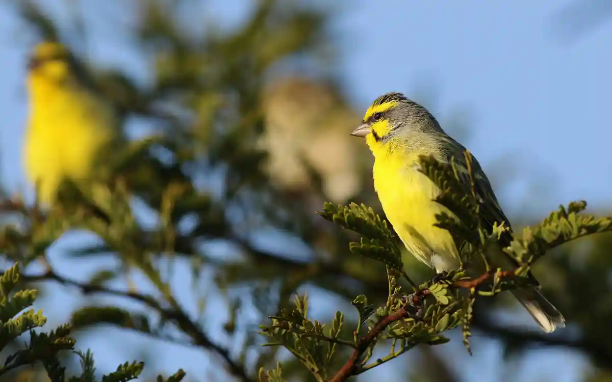 10 Incredible and Interesting Canary Facts