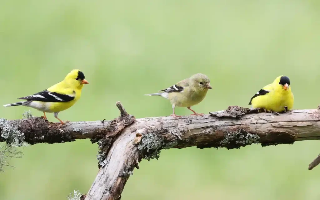 Goldfinch Energy in Daily Life