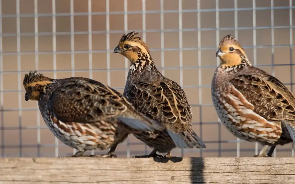 Positive and Challenging Spiritual Meanings of the Quail