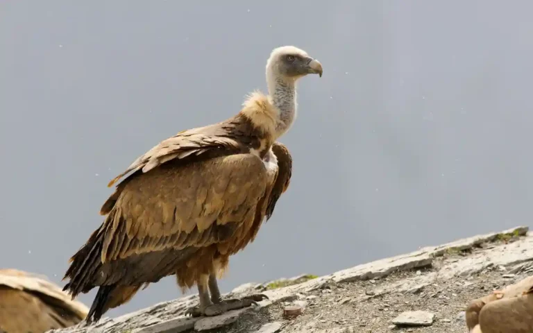 Spiritual Messages Associated With Vultures