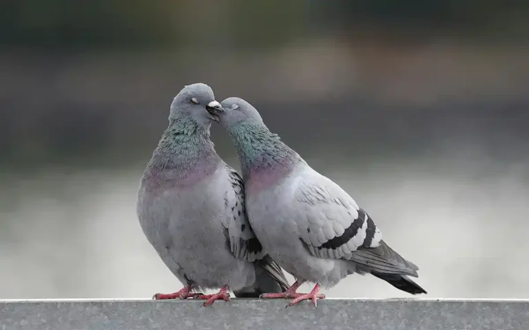 Pigeon facts