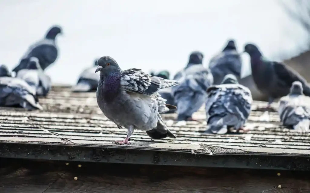 Pigeon Spiritual Meaning and symbolism