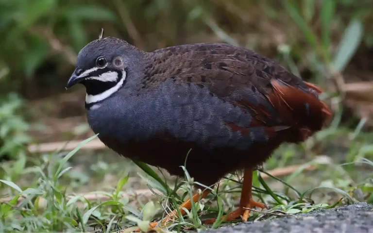 Interesting Facts About Quail Birds