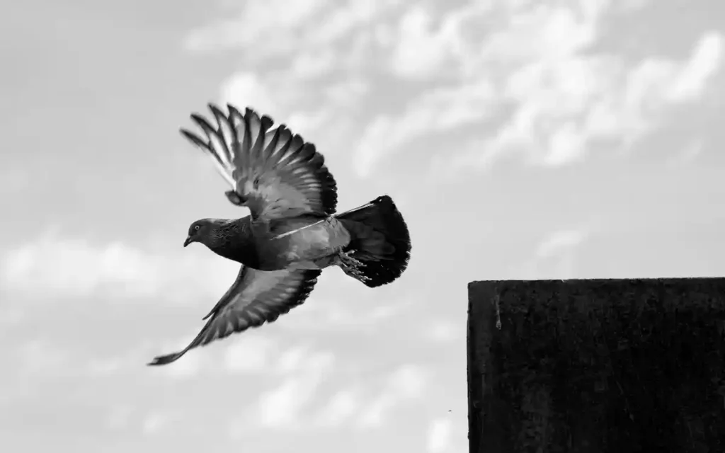 Pigeon Spiritual Meaning and symbolism