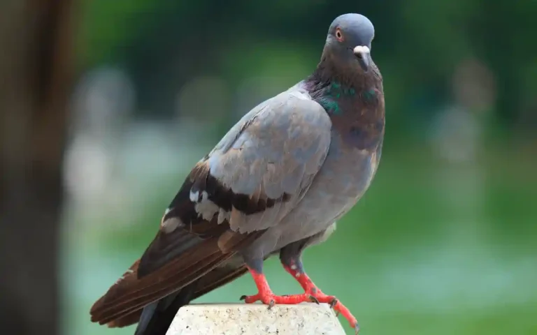 Pigeon Spiritual Meaning