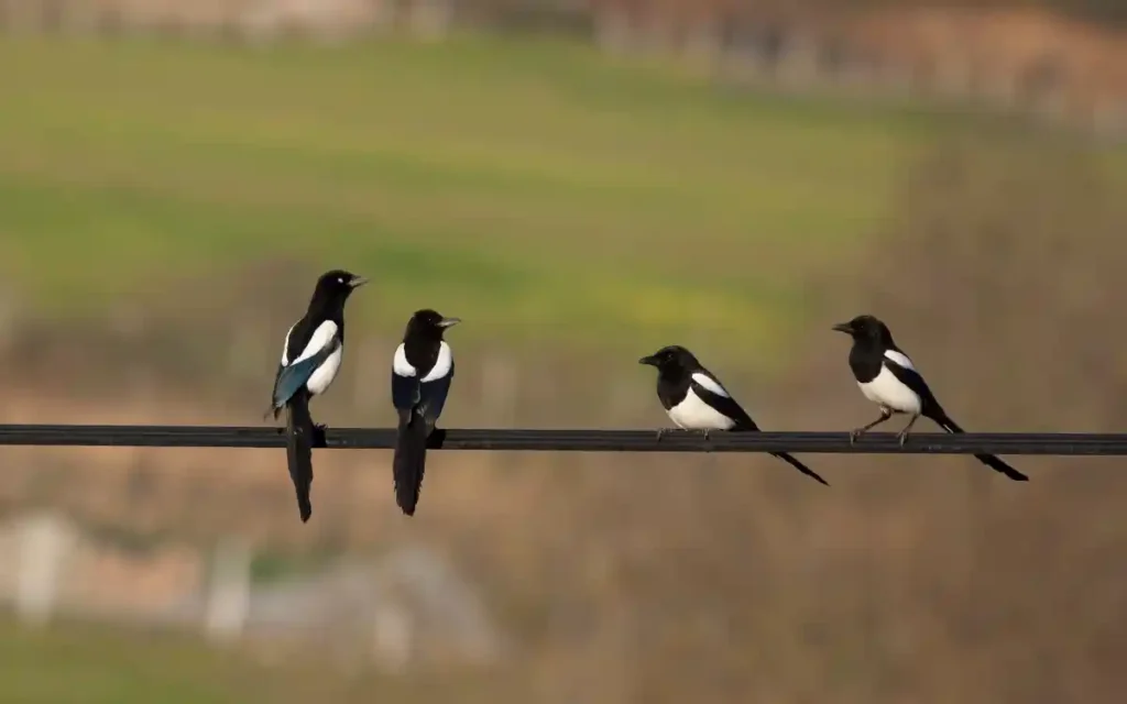 Magpie Spiritual Meaning