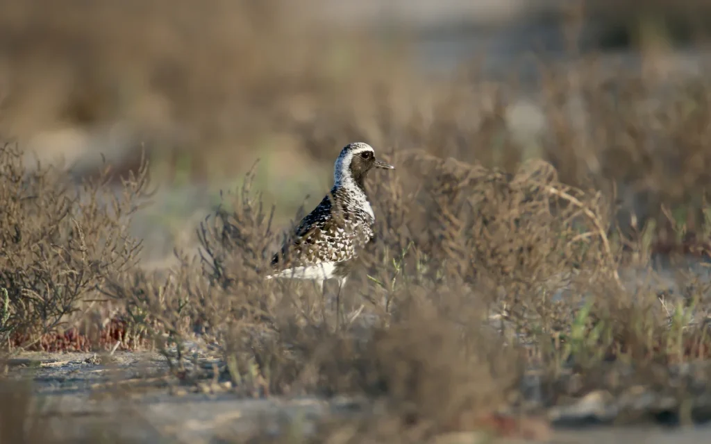 Black-bellied Plover