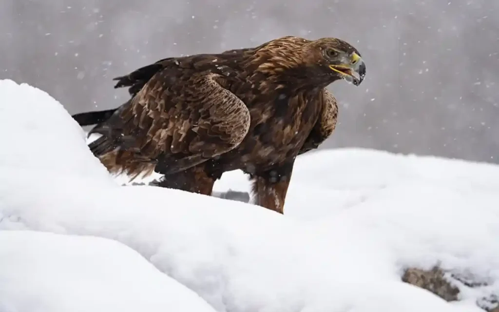 Golden Eagle