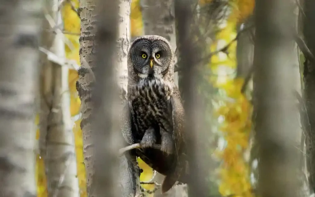 Great Gray Owl