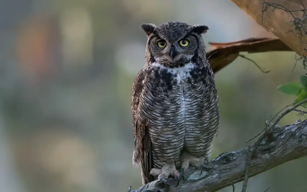 Great Horned Owl