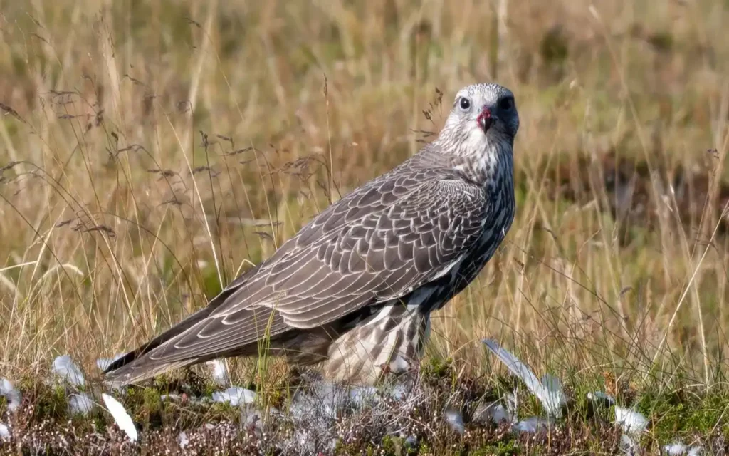 Gyrfalcon
