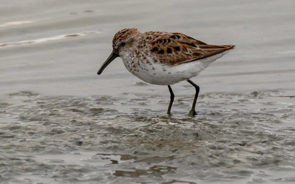 Least Sandpiper
