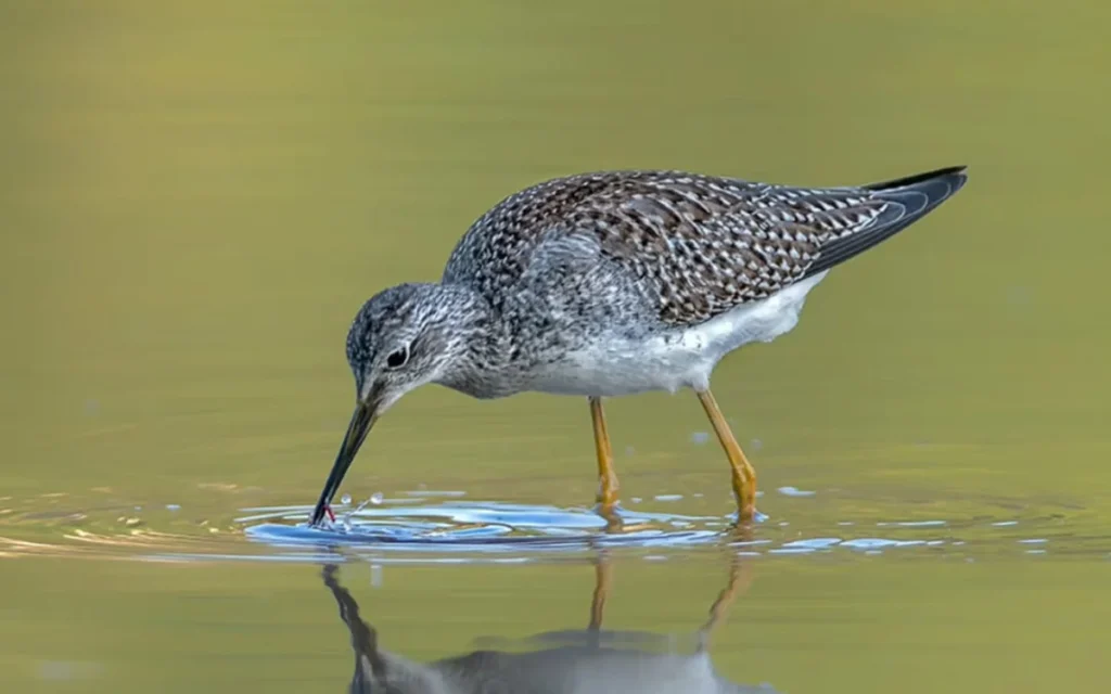 Lesser Yellowlegs