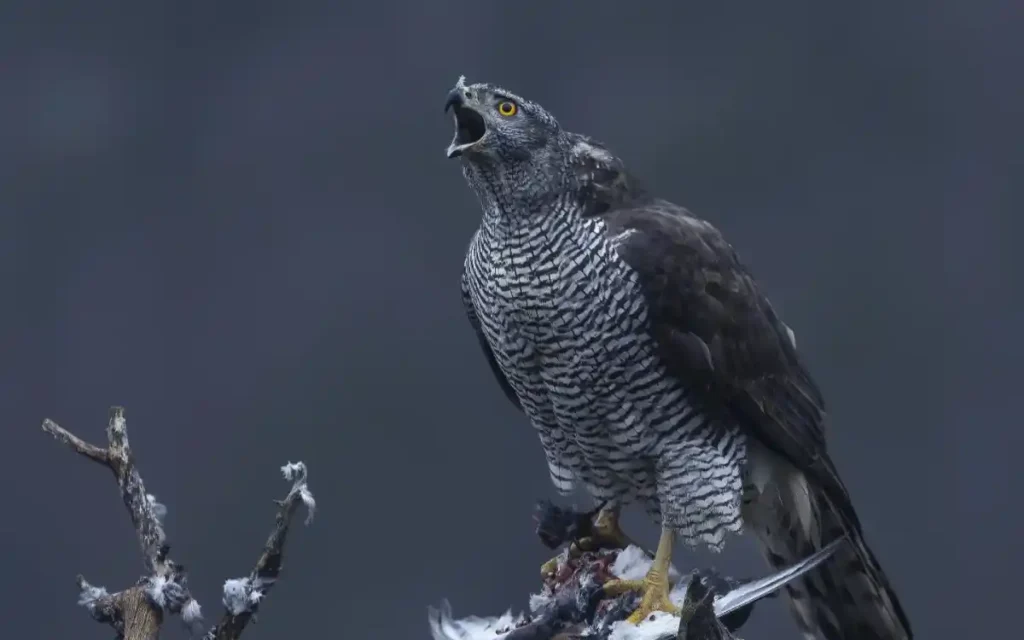 Northern Goshawk