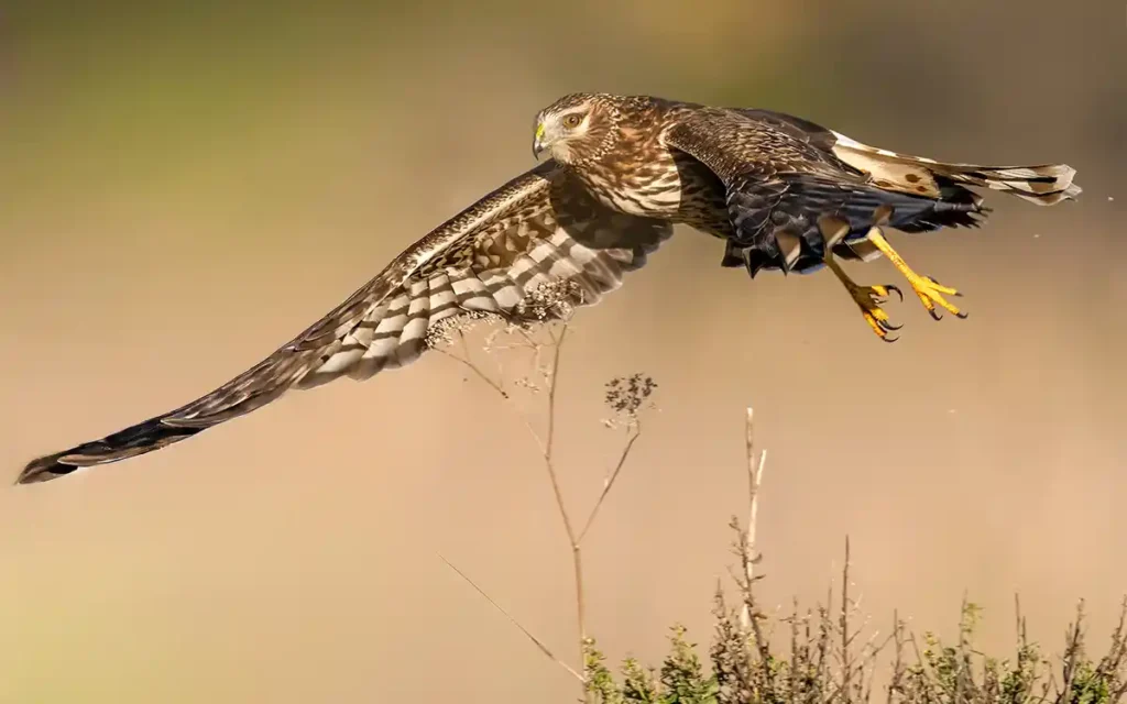 Northern Harrier