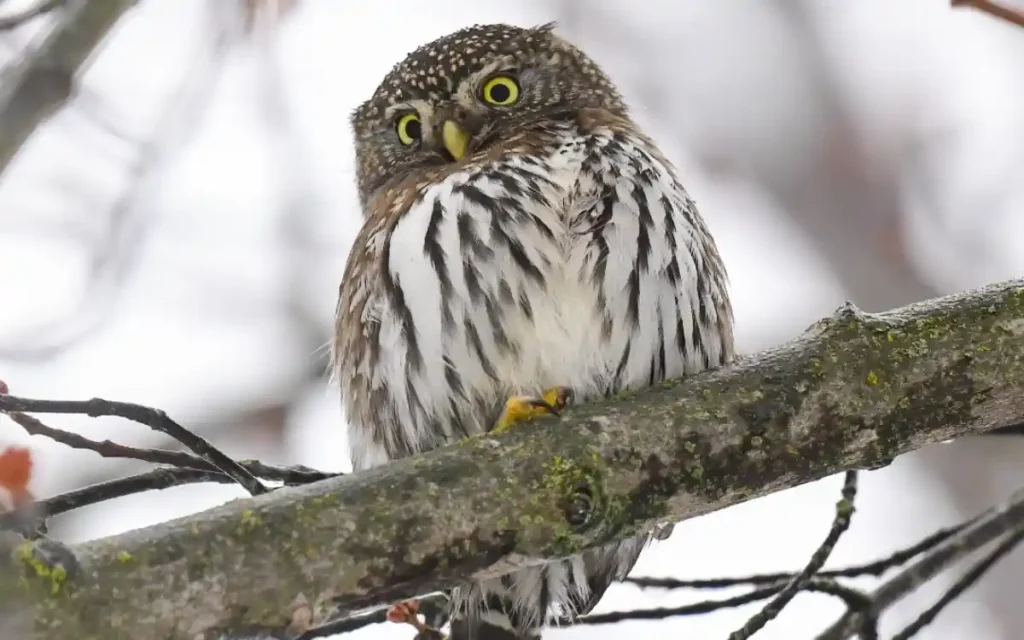 Northern Pygmy-Owl