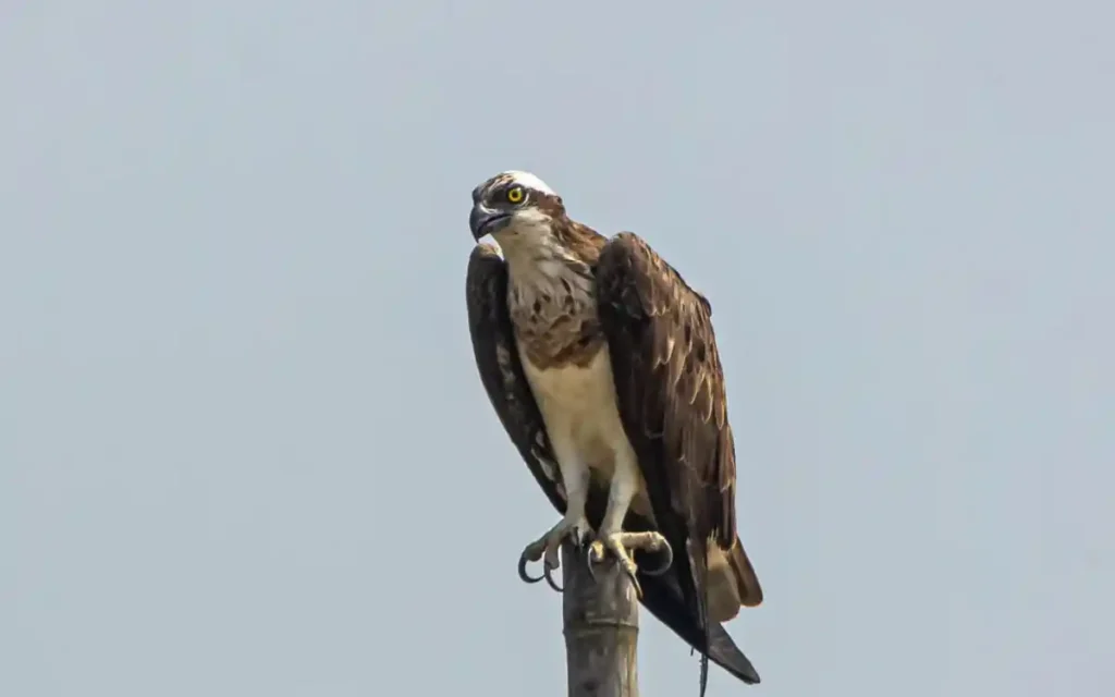 Osprey