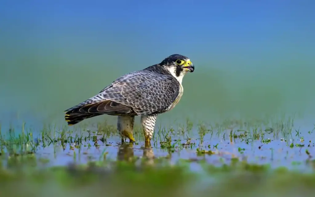 Peregrine Falcon