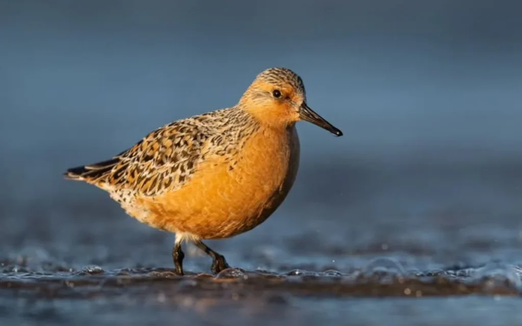 Red Knot