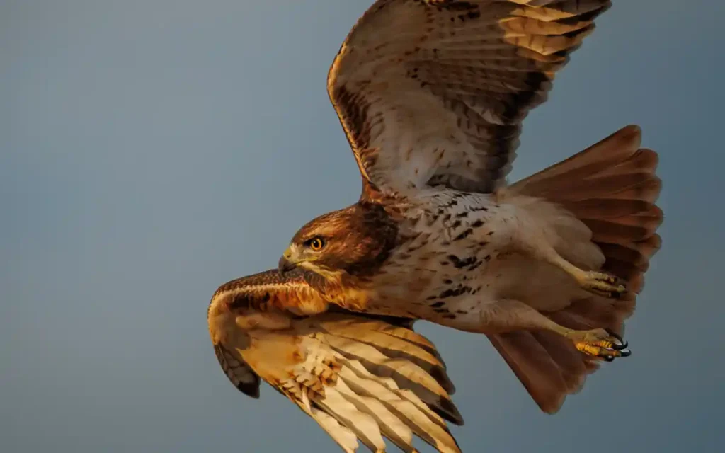 Red-tailed Hawk