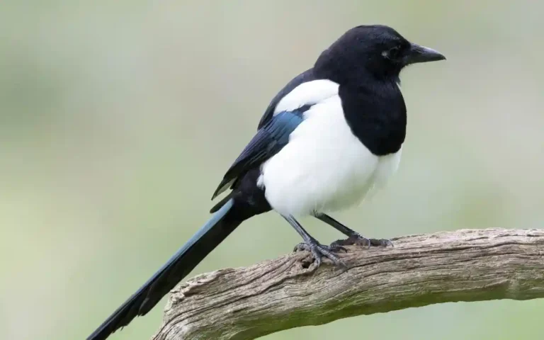 Magpie Spiritual Meaning and Symbolism, Magpie facts