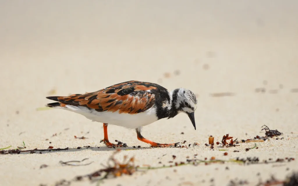 Ruddy Turnstone