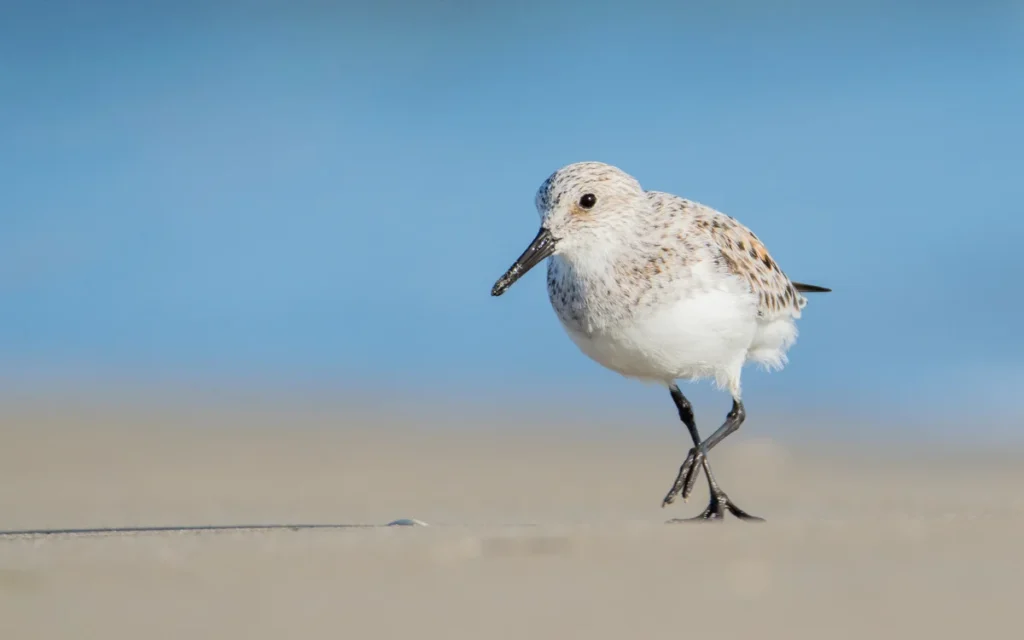 Sanderling