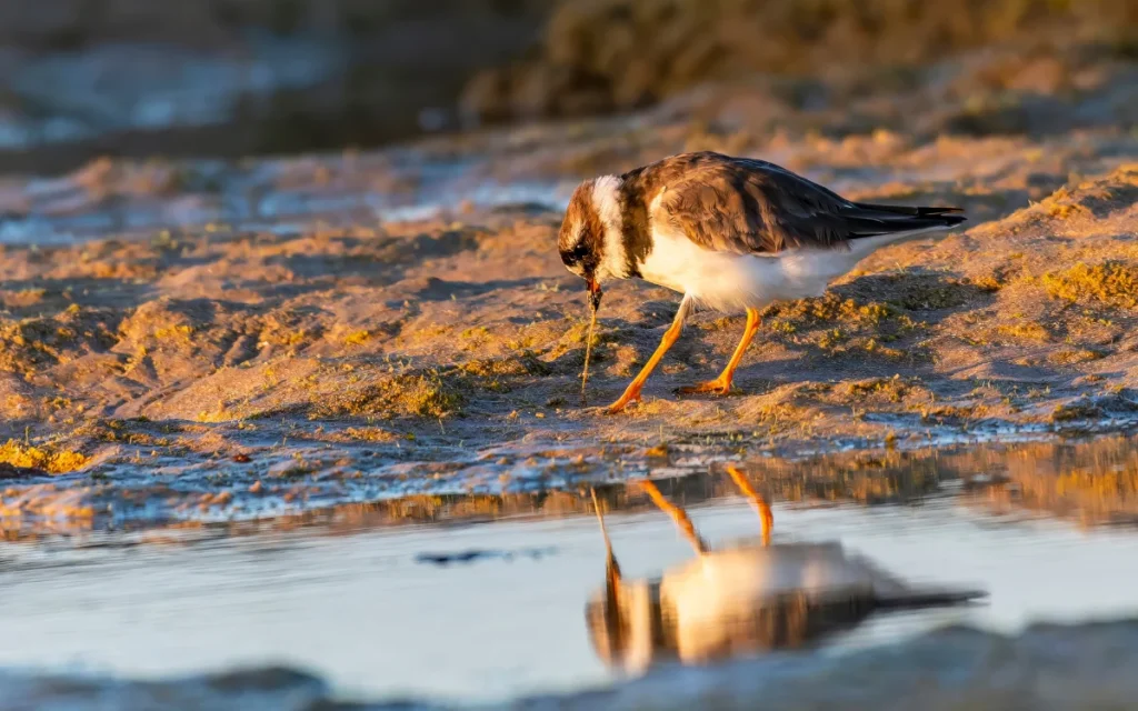 Semipalmated Plover