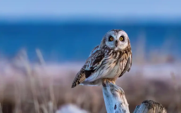 Short-eared Owl , 22 Alaska Birds of Prey