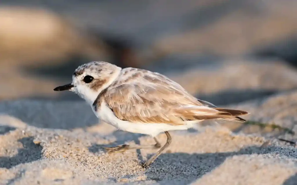 Snowy Plover