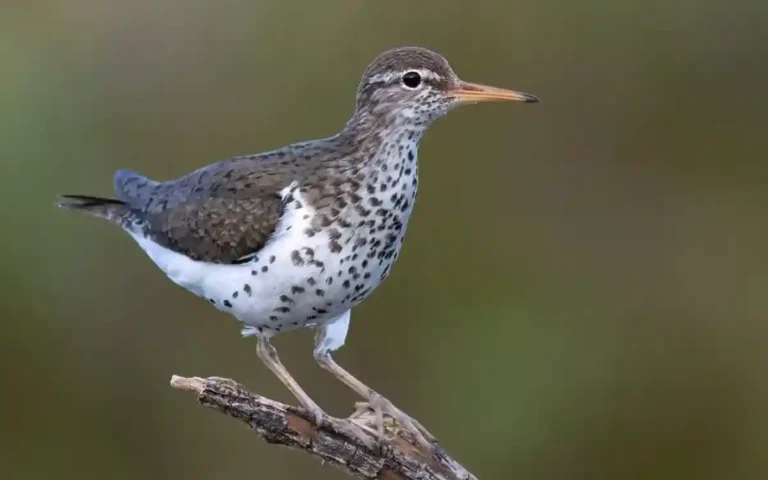 Spotted Sandpiper, 15 Shorebirds in Alabama (With Size & Wingspan)