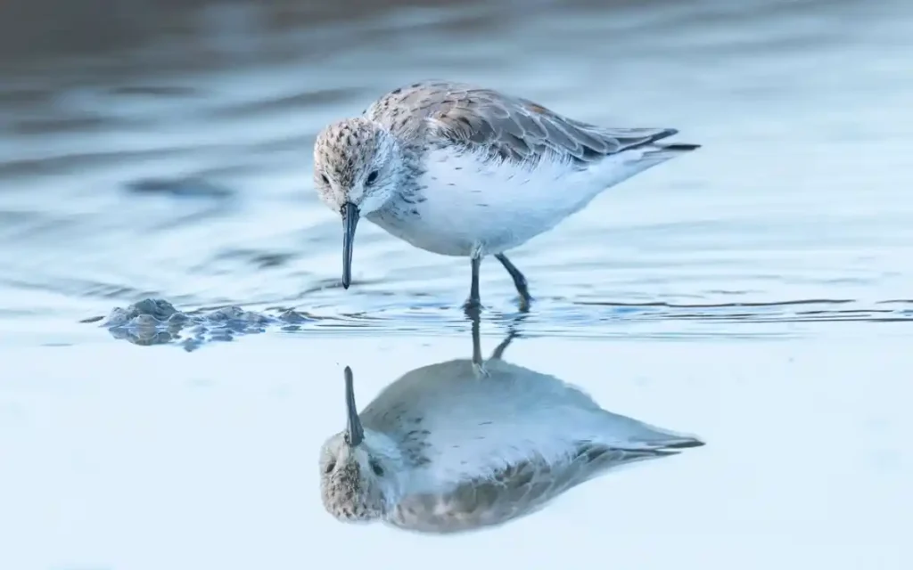 Western Sandpiper