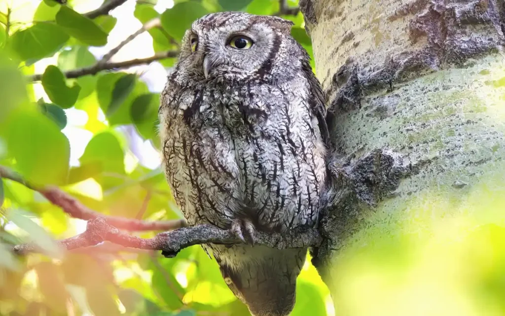Western Screech-Owl