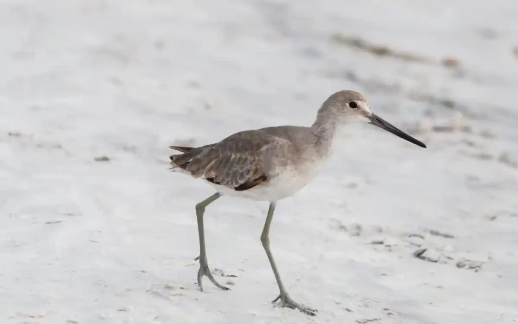 Willet