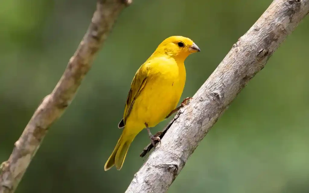 Canary Spiritual Meaning and Symbolism