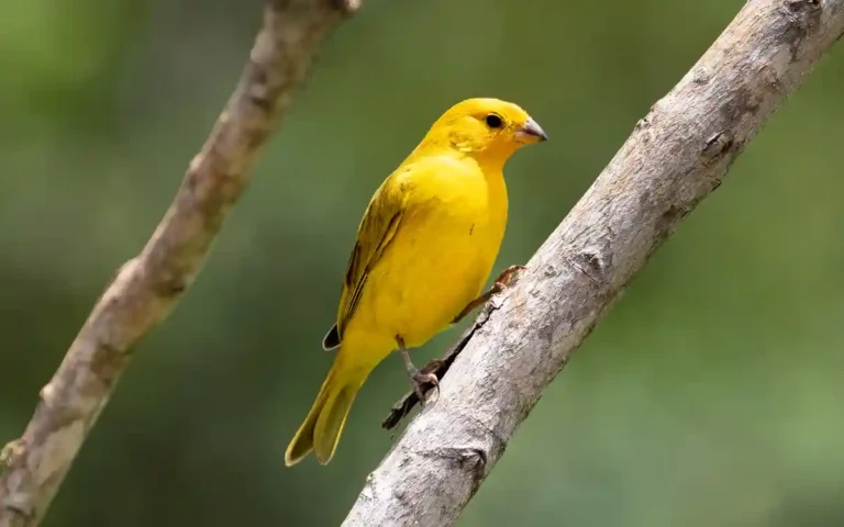 Canary Spiritual Meaning and Symbolism