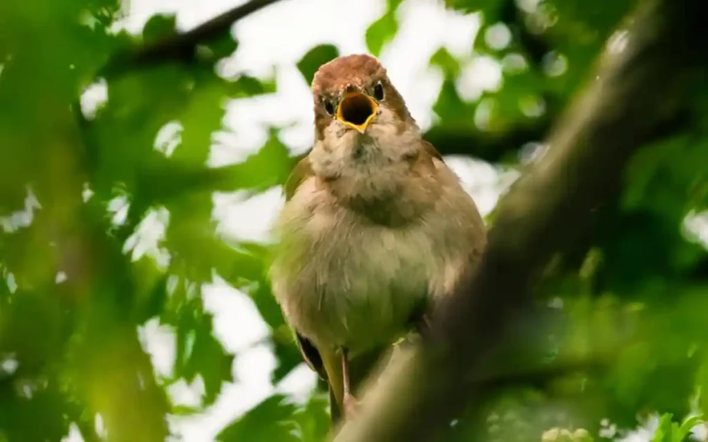 Nightingale Symbolism