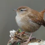 Wren Spiritual Meaning: Signs, Dreams, Love, Culture, and Symbolism,Wildlife Facts on Wrens
