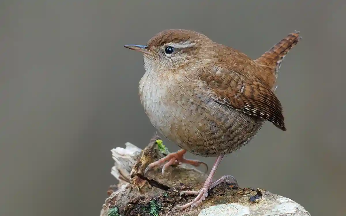 Wren Spiritual Meaning: Signs, Dreams, Love, Culture, and Symbolism,Wildlife Facts on Wrens