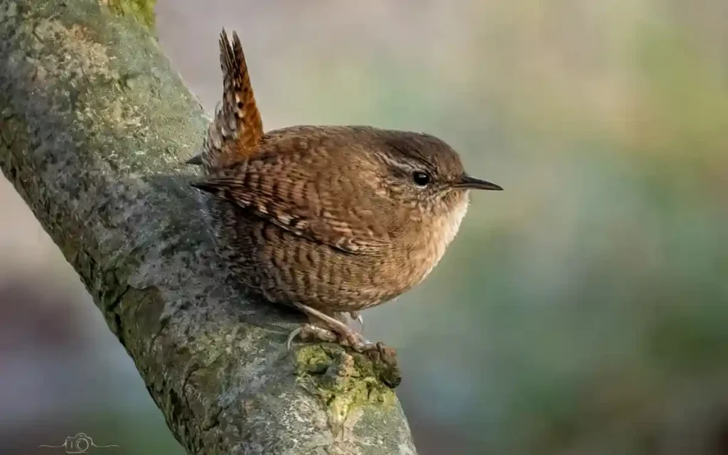 Wren Spiritual Meaning