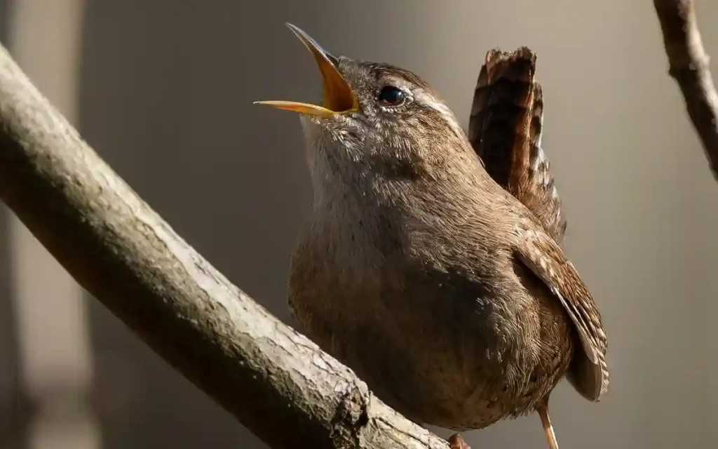 Wren Spiritual