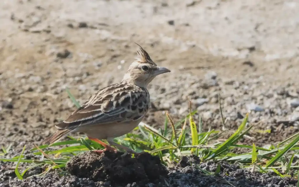 Lark Spiritual Meaning