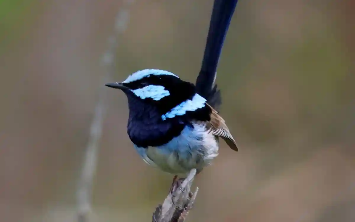 Wren