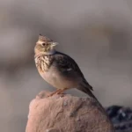Lark Spiritual symbolism