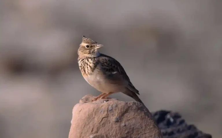 Lark Spiritual symbolism