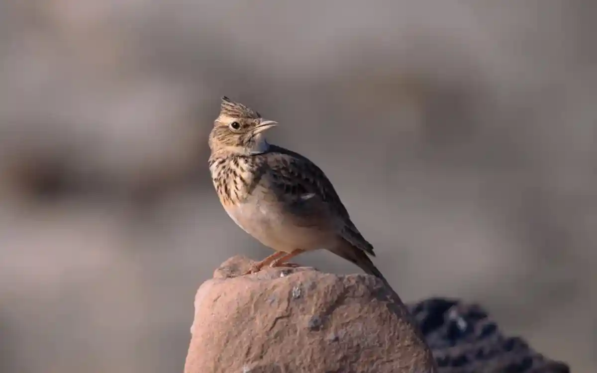 Lark Spiritual symbolism