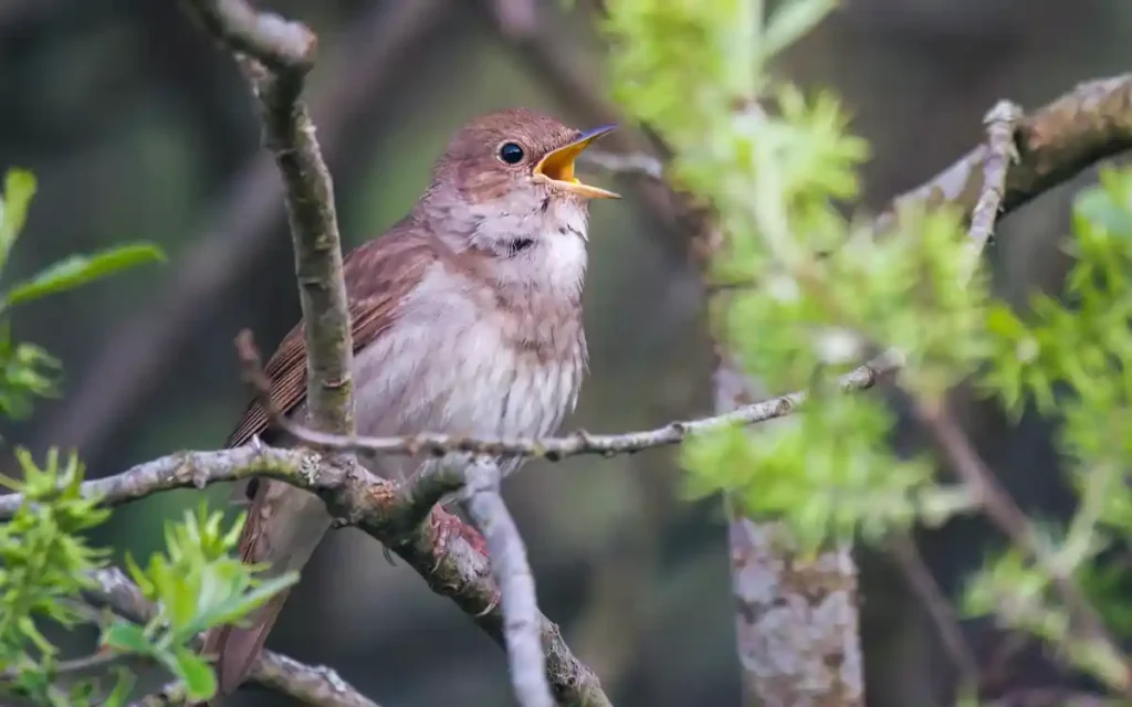 Nightingale Symbolism & Spiritual Meaning