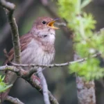 Nightingale Symbolism & Spiritual Meaning