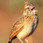 Lark Spiritual Meaning: Love, Hope, Faith, and Symbolism Across Cultures